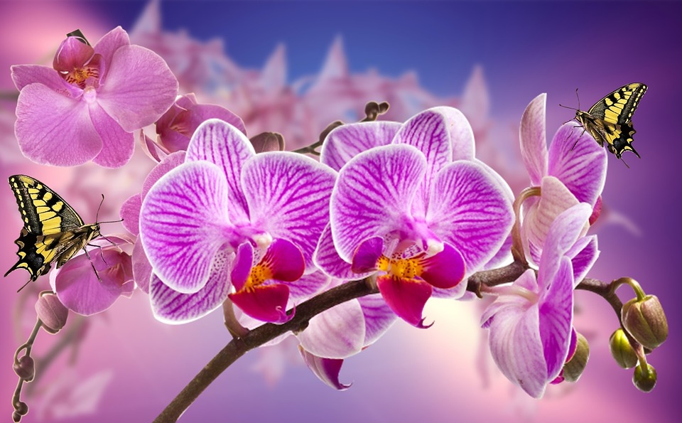 Cuidados de la orquídea Phalaenopsis - Viveros Cambil